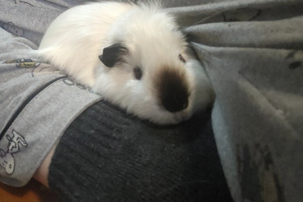 小荷兰猪会不会游泳,会游泳的但只能坚持2-4分钟