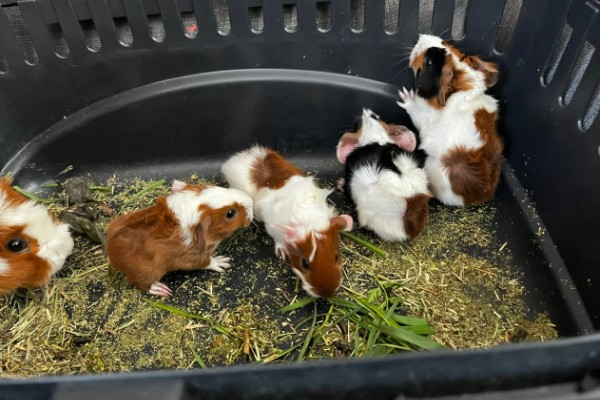 小荷兰猪会不会游泳,会游泳的但只能坚持2-4分钟