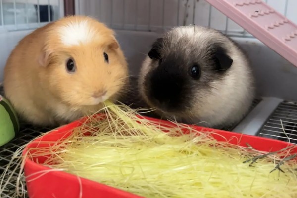 小荷兰猪会不会游泳,会游泳的但只能坚持2-4分钟