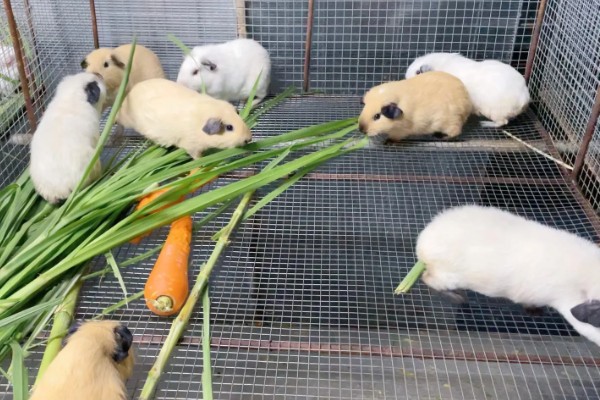 小荷兰猪会不会游泳,会游泳的但只能坚持2-4分钟