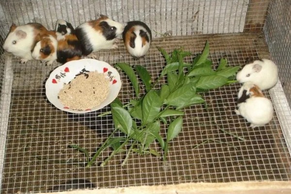 小荷兰猪会不会游泳,会游泳的但只能坚持2-4分钟