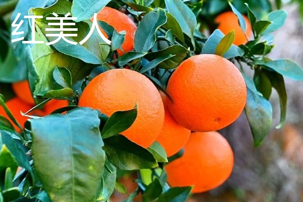 柑橘苗的新品种，有红美人、由良蜜橘等