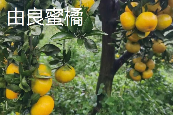 柑橘苗的新品种，有红美人、由良蜜橘等