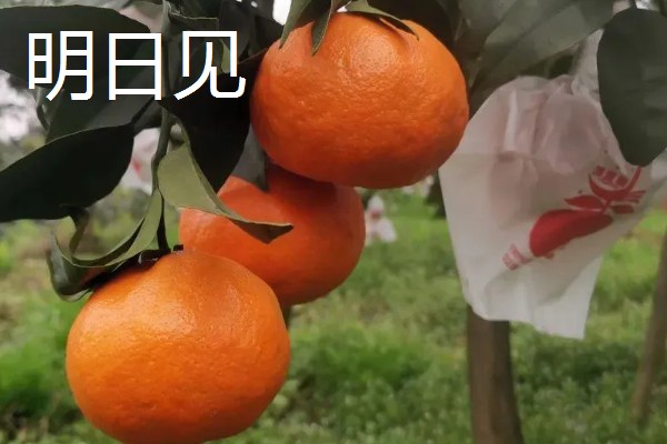 柑橘苗的新品种，有红美人、由良蜜橘等