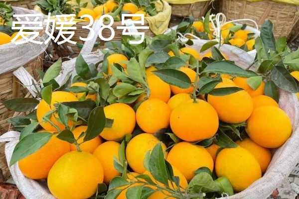 柑橘苗的新品种，有红美人、由良蜜橘等