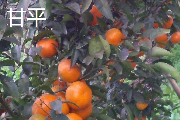 柑橘苗的新品种，有红美人、由良蜜橘等