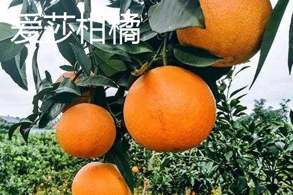 柑橘苗的新品种，有红美人、由良蜜橘等