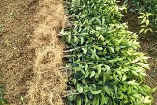 柑橘苗的新品种，有红美人、由良蜜橘等