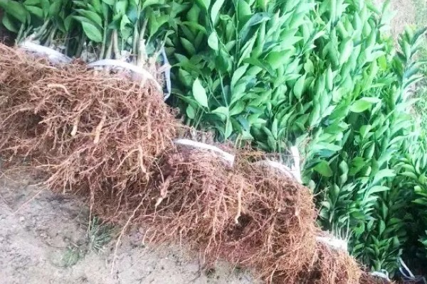 柑橘苗的新品种，有红美人、由良蜜橘等