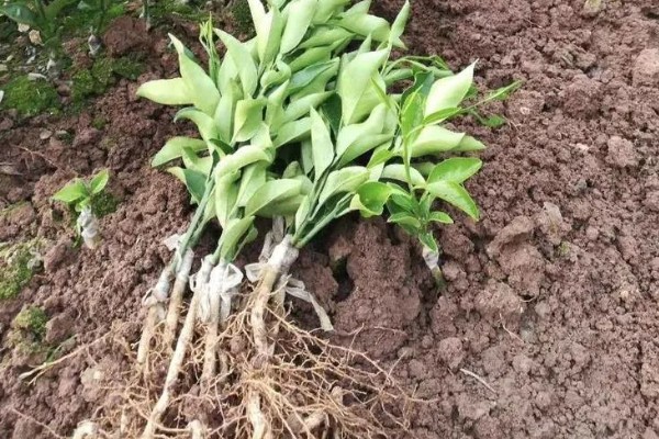 柑橘苗的新品种，有红美人、由良蜜橘等