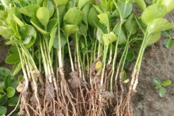 柑橘苗的新品种，有红美人、由良蜜橘等