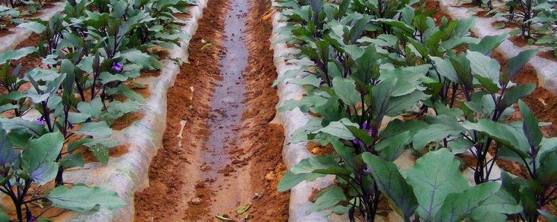 茄子的浇水施肥方法，直接浇灌至根部可让它快速吸收