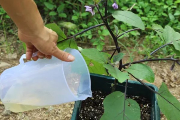 茄子的浇水施肥方法,直接浇灌至根部可让它快速吸收