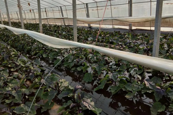 茄子的浇水施肥方法,直接浇灌至根部可让它快速吸收