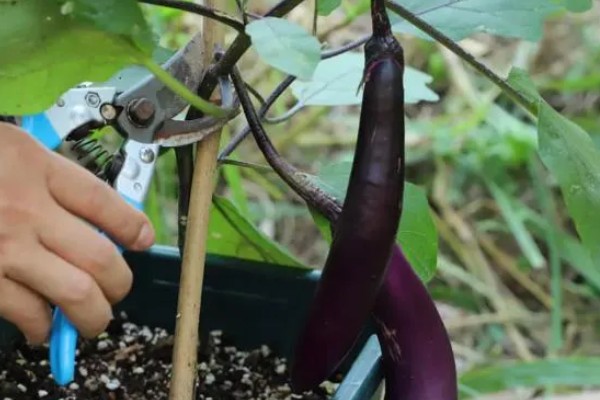 茄子的浇水施肥方法,直接浇灌至根部可让它快速吸收