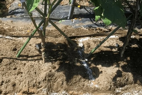 茄子的浇水施肥方法,直接浇灌至根部可让它快速吸收