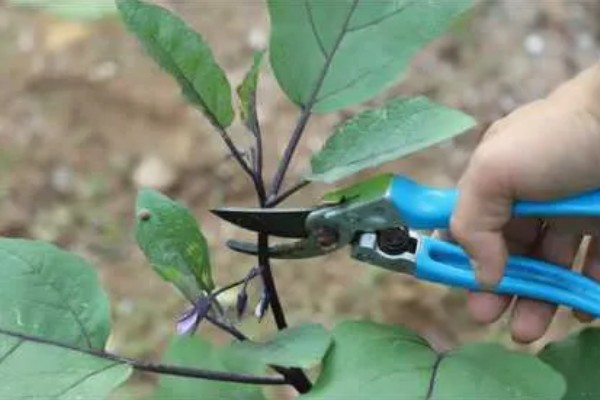 茄子的浇水施肥方法,直接浇灌至根部可让它快速吸收