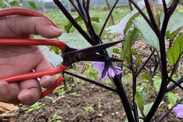 茄子的浇水施肥方法,直接浇灌至根部可让它快速吸收