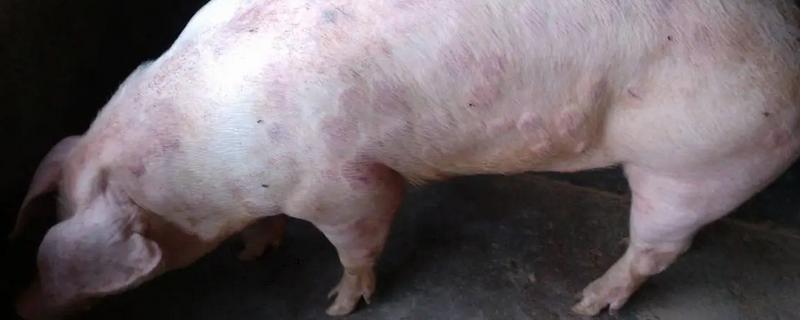 猪附红体病有哪些症状，会出现皮肤发红、食欲不振等