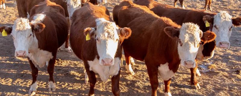 牛毛不顺炸毛的原因，可能是缺乏微量元素、营养不良等因素造成