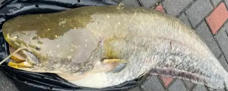 大口鲢是哪种鱼，一般指大口鲶