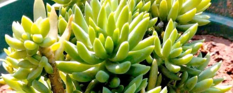 什么多肉植物可以吸收甲醛，有千佛手、芦荟等