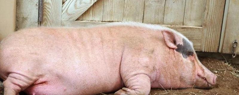 母猪过多久产一胎，通常每个半年产一窝