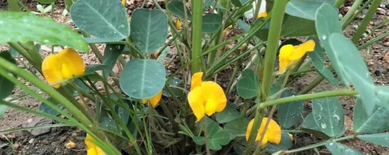 花生开花期如何管理，土壤贫瘠的地区可以增施氮肥