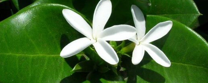 铁茉莉干叶子怎么处理，将其移入至有光的环境中养护