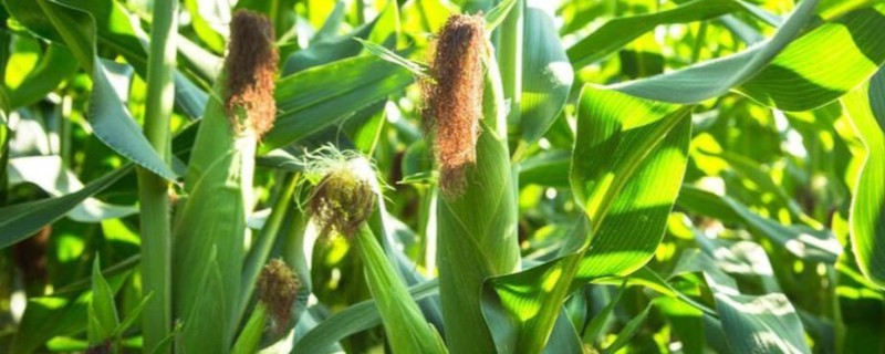 金园15玉米种的特征特性，从出苗至成熟需要127天