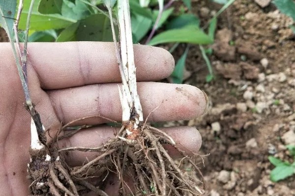 苍术怎么繁殖,以播种、分株、根茎繁殖为主