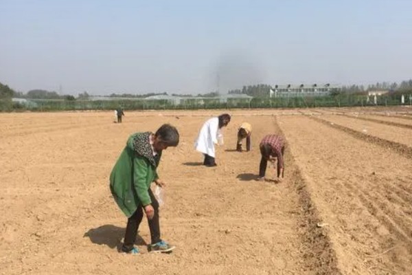 苍术怎么繁殖,以播种、分株、根茎繁殖为主