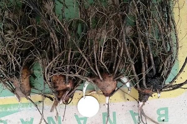 苍术怎么繁殖,以播种、分株、根茎繁殖为主