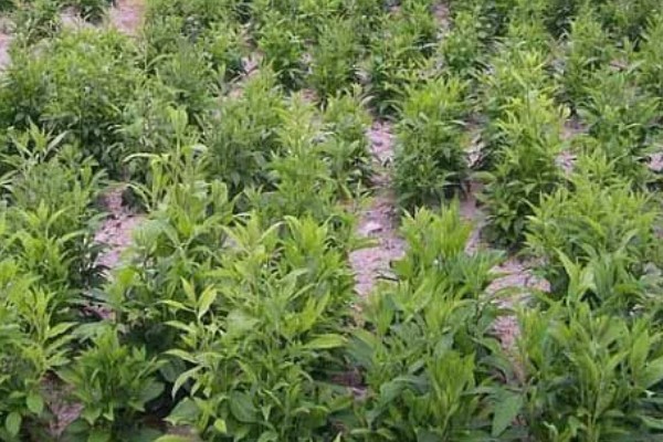 苍术怎么繁殖,以播种、分株、根茎繁殖为主