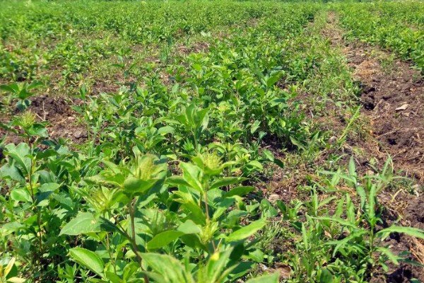 苍术怎么繁殖,以播种、分株、根茎繁殖为主
