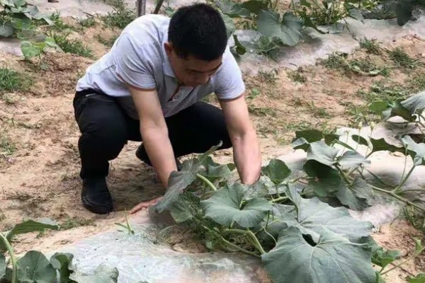 葫芦要不要打叉枝，搭架后让它自由攀爬生长