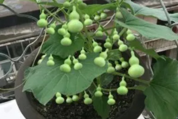 葫芦要不要打叉枝，搭架后让它自由攀爬生长