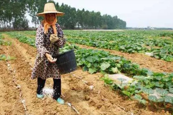 葫芦要不要打叉枝，搭架后让它自由攀爬生长