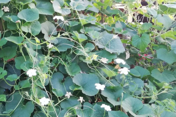 葫芦要不要打叉枝，搭架后让它自由攀爬生长