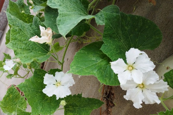 葫芦要不要打叉枝，搭架后让它自由攀爬生长