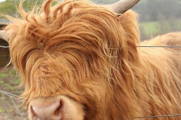 牛毛不顺炸毛的原因，可能是缺乏微量元素、营养不良等因素造成