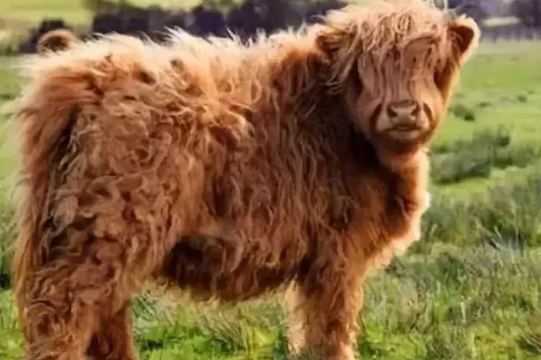 牛毛不顺炸毛的原因，可能是缺乏微量元素、营养不良等因素造成