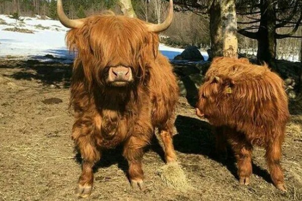 牛毛不顺炸毛的原因，可能是缺乏微量元素、营养不良等因素造成