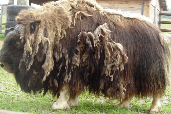 牛毛不顺炸毛的原因，可能是缺乏微量元素、营养不良等因素造成