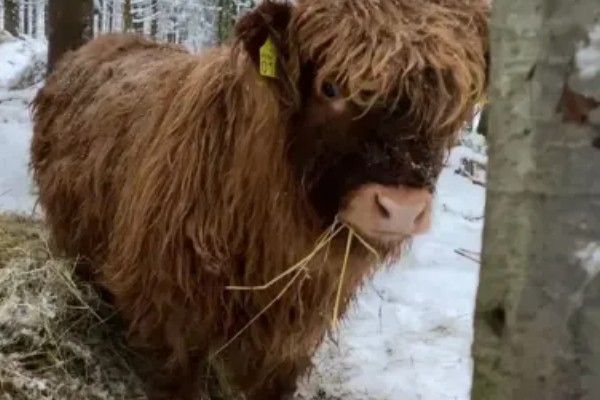 牛毛不顺炸毛的原因，可能是缺乏微量元素、营养不良等因素造成
