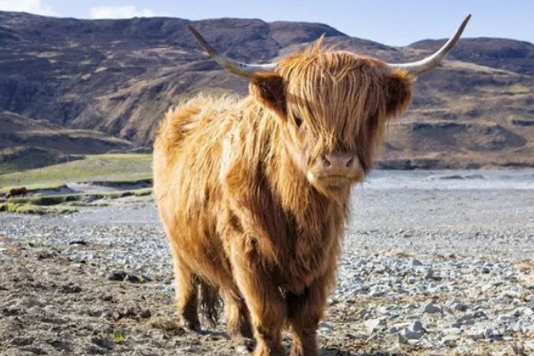 牛毛不顺炸毛的原因，可能是缺乏微量元素、营养不良等因素造成