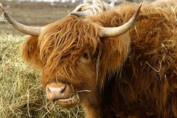 牛毛不顺炸毛的原因，可能是缺乏微量元素、营养不良等因素造成