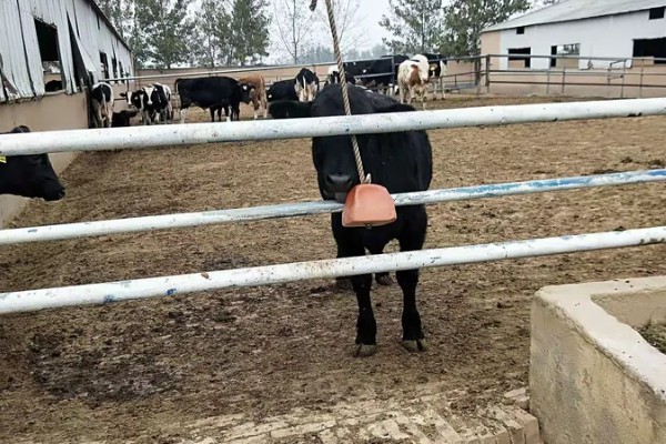 牛毛不顺炸毛的原因，可能是缺乏微量元素、营养不良等因素造成