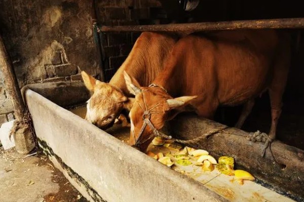 牛毛不顺炸毛的原因，可能是缺乏微量元素、营养不良等因素造成