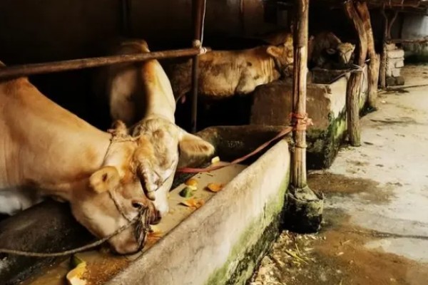 牛毛不顺炸毛的原因，可能是缺乏微量元素、营养不良等因素造成